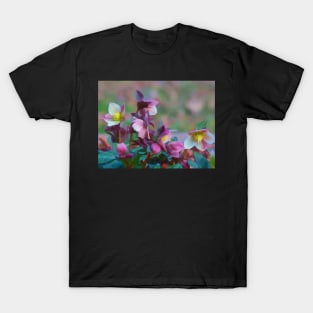 Lenten Roses T-Shirt